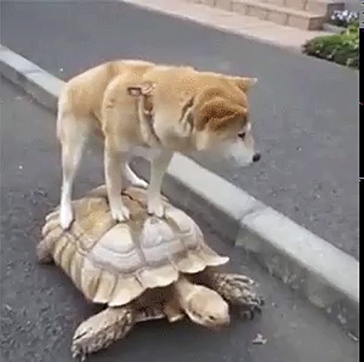 Turtle and dog Funny