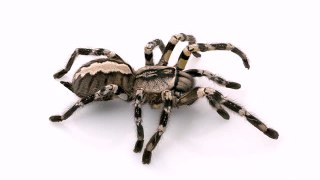 List of The World's Most Deadly Spiders