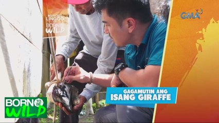 Born to be Wild: Injured giraffe, gagamutin ni Doc Nielsen