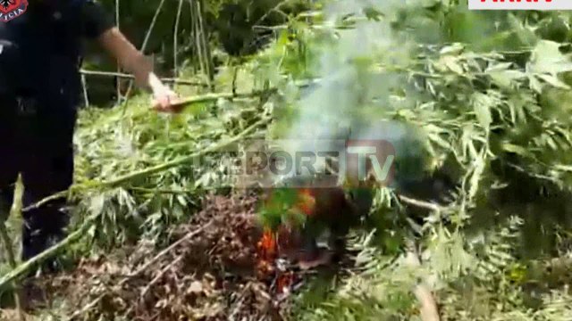 Report TV - Tre ministri dhe prokuroria do vëzhgojnë asgjësimin e kanabisit