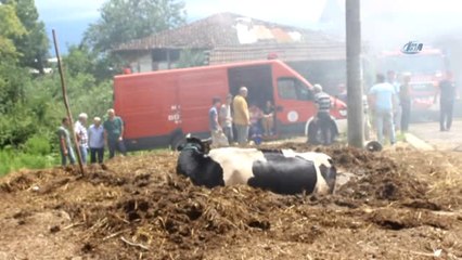 Yangından Kaçan İnek Tezek Yığınına Saklandı