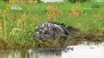 The giant crocodile 6 m | Animal Planet 2015 | Wildlife Documentary