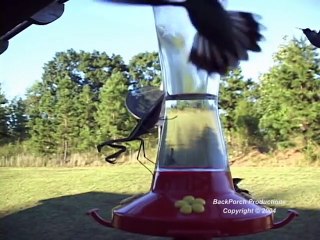 Le moment hallucinant où une mante religieuse attaque un colibri