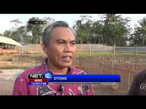 Kampung Sapi Rancah Lestarikan Genetik Sapi Lokal - NET12
