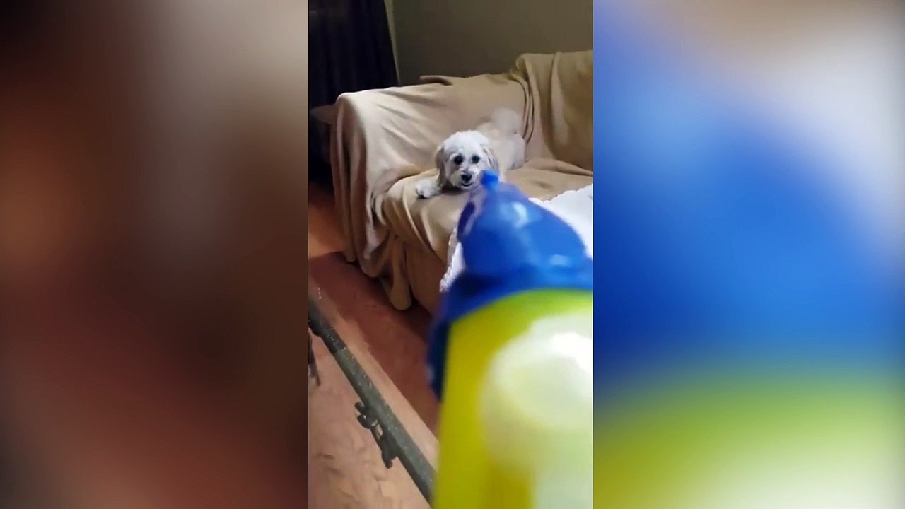 Un homme tente de dresser un chiot en vain !