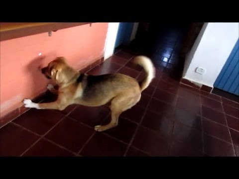 German Shepherd Goes Crazy Over Laser Pointer