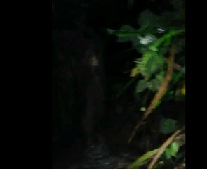 Se recupera 42 cabezas de ganado en Esmeraldas en un mega operativo