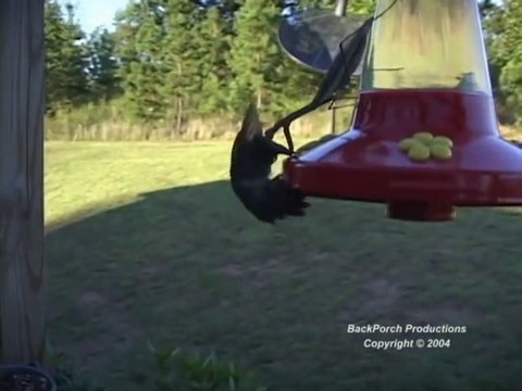 Une mante religieuse attaque un colibri... Effrayant
