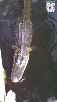 Quand tu laisses tes enfants nager avec les crocodiles