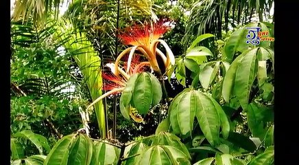 Save Girl On Beautiful Song Of The National Geographic Museum Sanjay Bairwa Present's This Song