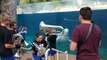 Ils jouent de la musique à une baleine Beluga dans son aquarium !