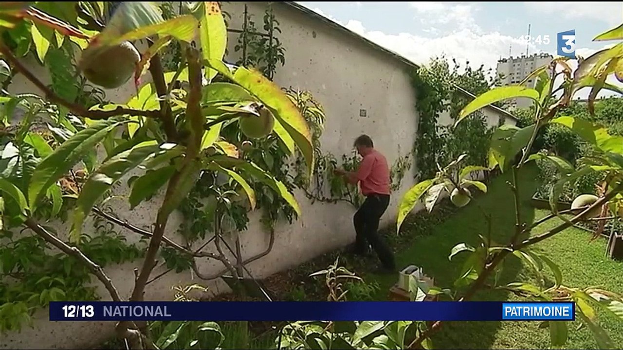 Murs à pêches de Montreuil : un combat pour sa préservation