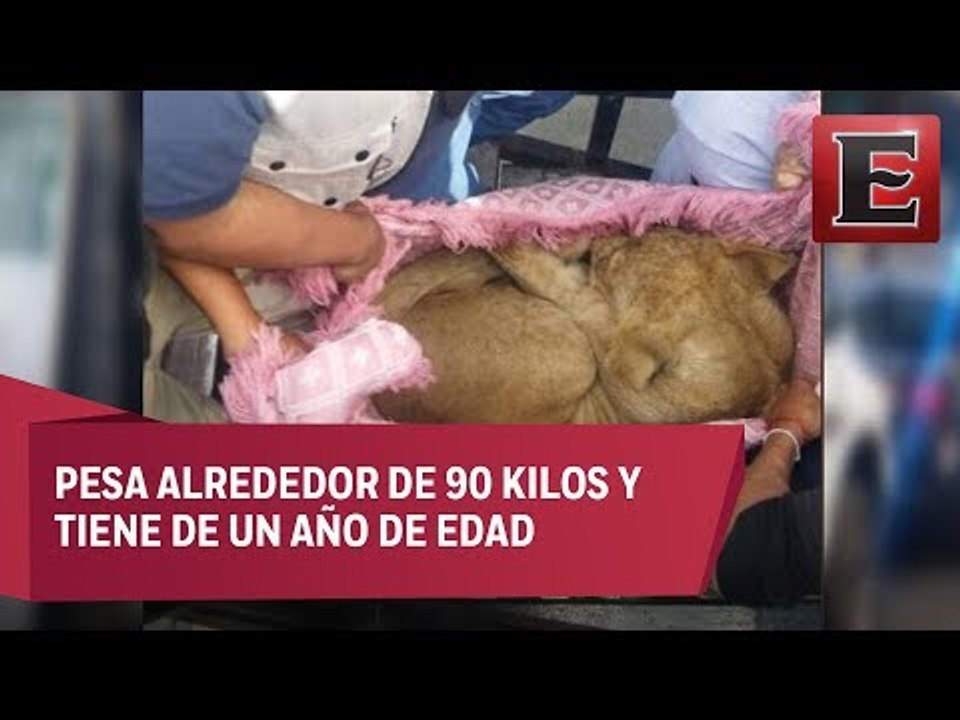 Cachorro de león enjaulado en una azotea de la colonia Merced-Balbuena