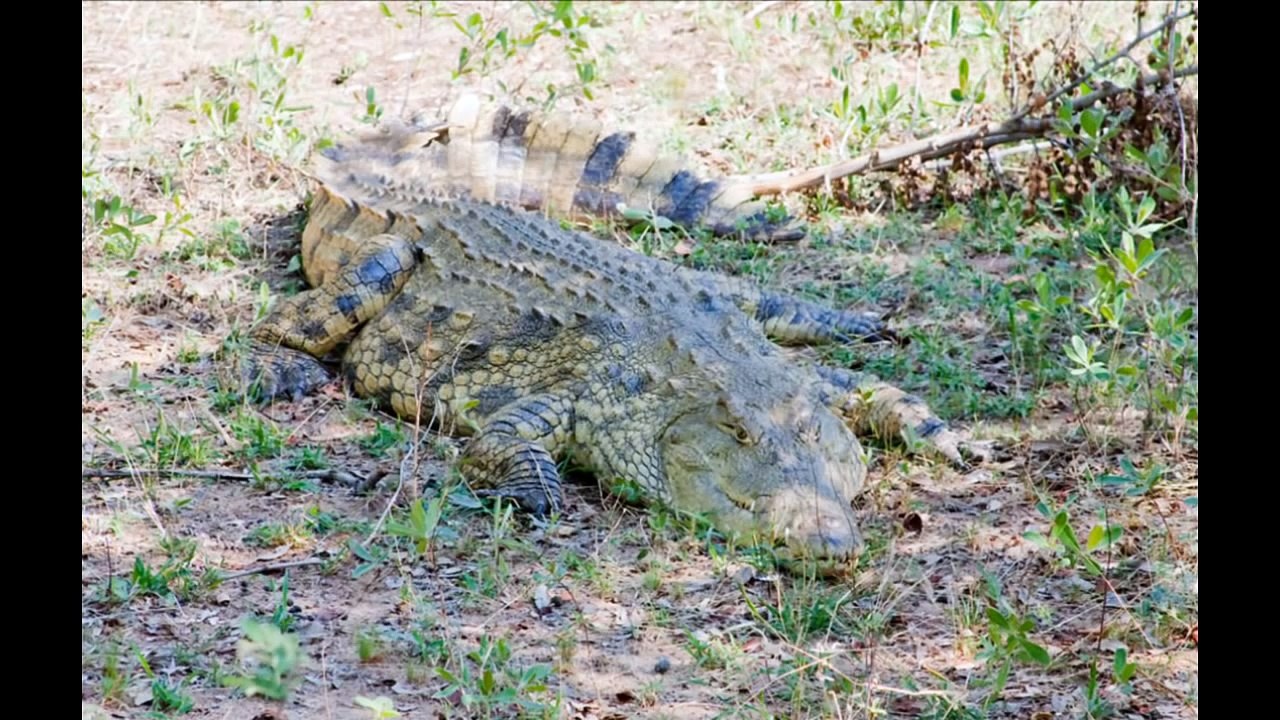 Animal Sounds for Children (20 Amazing Animals)