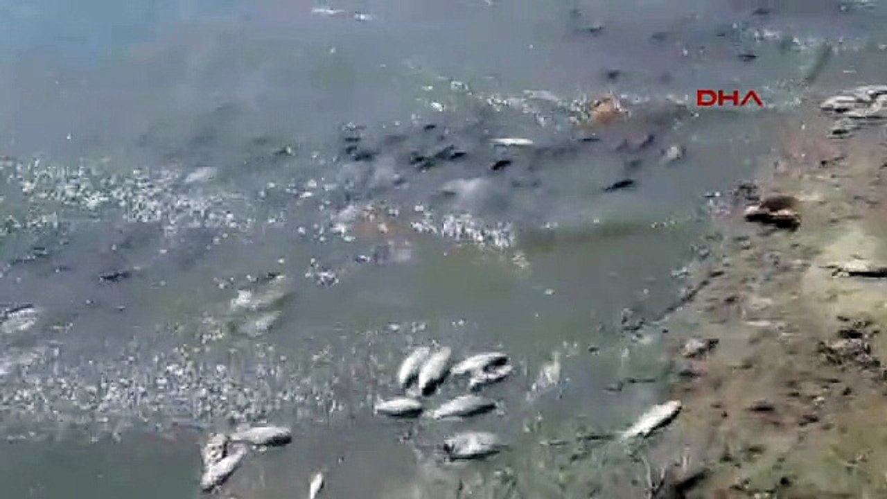 Tekirdağ Çokal Barajı'nda Toplu Balık Ölümleri Tedirgin Ediyor