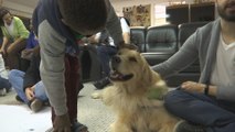 Terapia con animales, una iniciativa que busca estímulo físico para refugiados en Brasil
