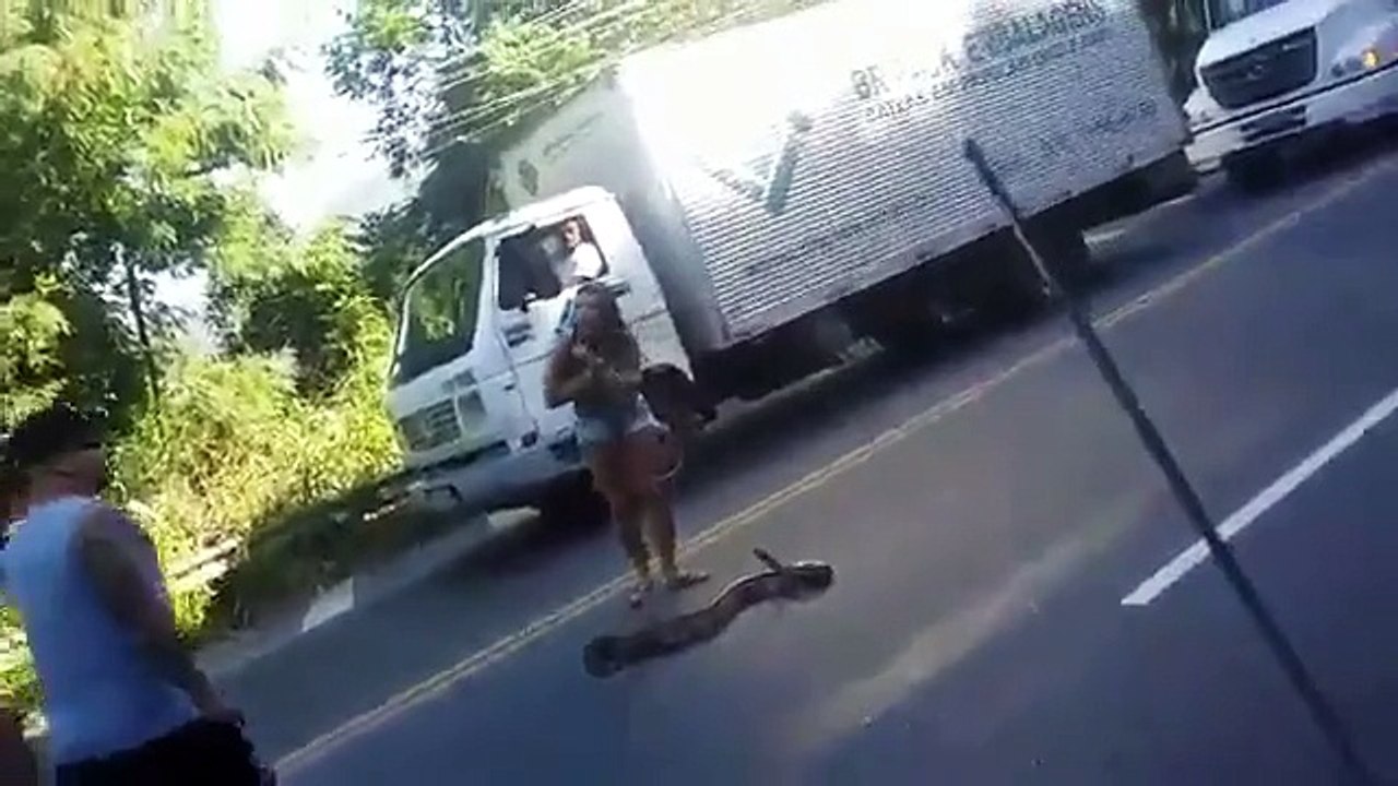 Mulher pega em jiboia na estrada