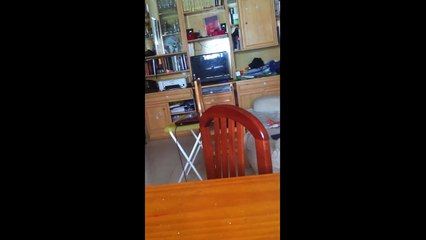 ESPECIAL de cumpleaños de los canales de oso