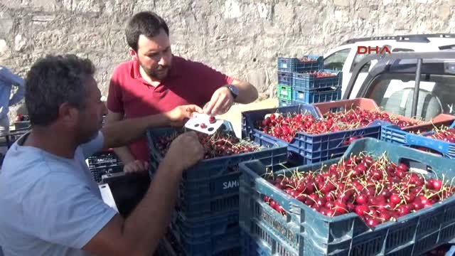 Erzincan Üzümlü Kirazı Rusya'ya Ihraç Ediliyor