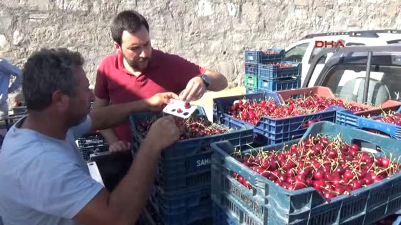 Erzincan Üzümlü Kirazı Rusya'ya Ihraç Ediliyor