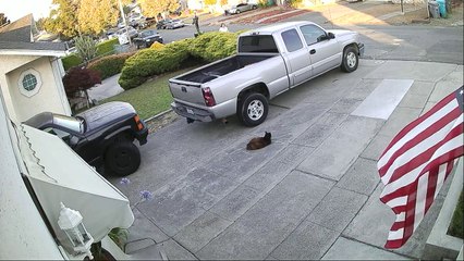 Pit Bulls Over Power Owner and Brutally Maul Cat