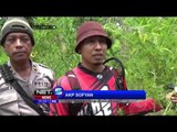 Polres Lhokseumawe Musnahkan Empat Hektar Ladang Ganja - NET5