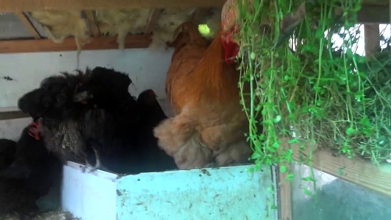 Se diferencia de la Cochinchina raza de Brama