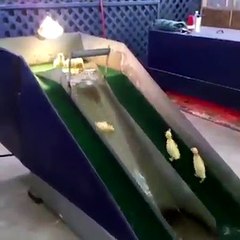 Duck chicks have fun.