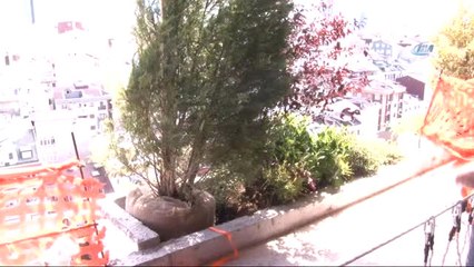 Dikey Orman'ın İlk Ağacı 40 Metre Yüksekliğe Dikildi