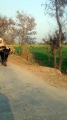 Upgread Chacha  Kamal Ka Chacha