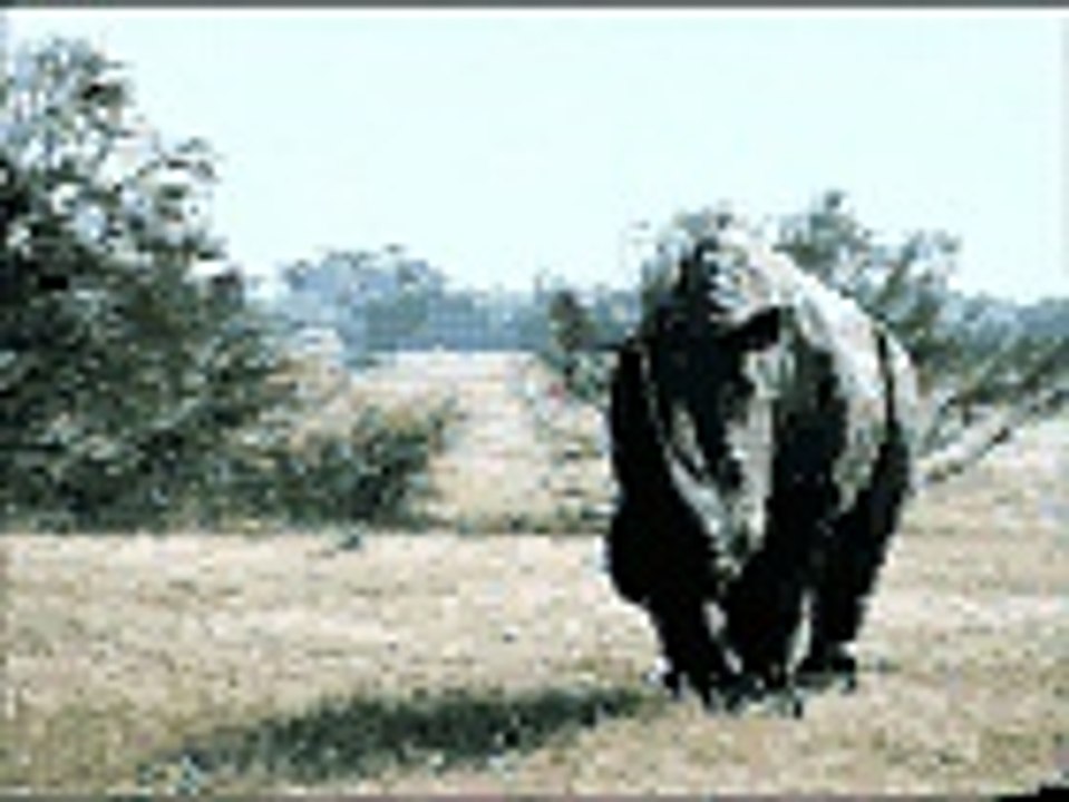 Kangourou