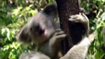 Cracking the Koala Code (PBS Nature Documentary)