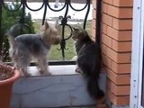 Komik Kedi ve Köpek Videoları en komikler
