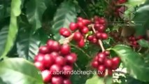 Honduras entre los cinco países exportadores de café en el mundo