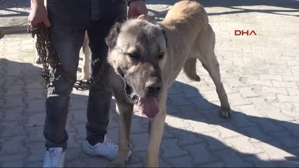 Sivas Kangal Festivalinin Ilgi Odağı Köpekler Oldu