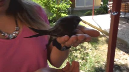 Sıcak Hava Ebabil Kuşlarını da Vurdu