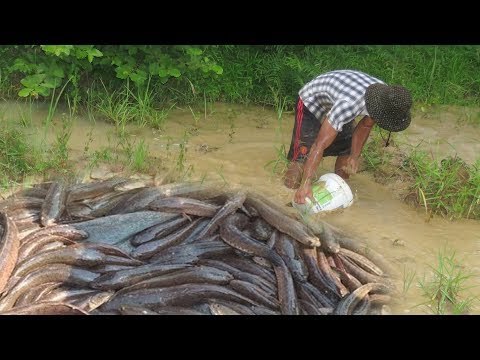 Amazing Khmer Fishing At Siem Reap Cambodia -Cambodia Traditional Fishing