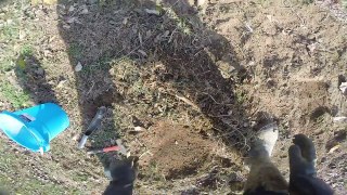 November 26, 2016 Fox Trapping dirt hole set in Cecil County, Maryland