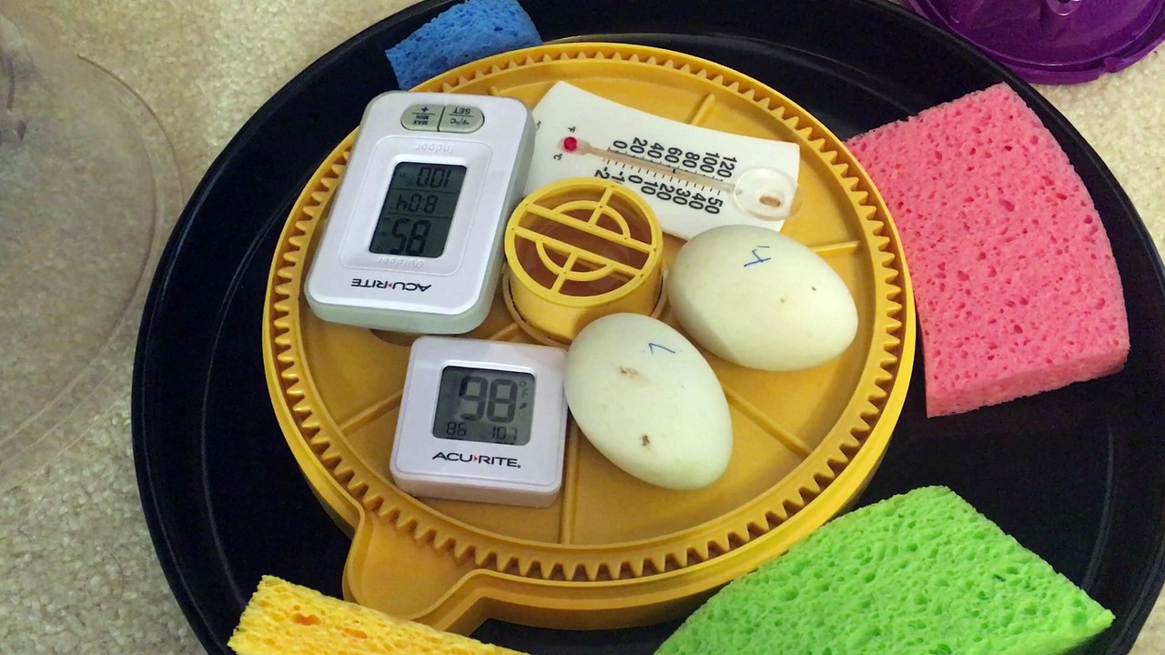 Day 16 - Duck incubation temperature broken in Brinsea Mini Advanced but using a few methods to keep eggs alive - Waiting for replacement incubator this to arrive in 2 days on Sunday