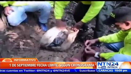 Misión de la ONU en Colombia tiene información de ubicación de 660 caletas de las FARC