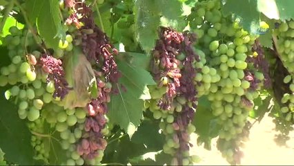 Aşırı Sıcaklar Üzüm Salkımlarını Yaktı