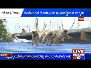 Gadag: Monkey Trouble