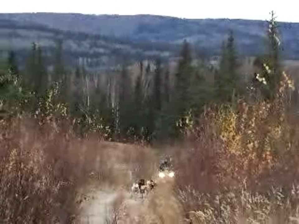 Entraînement Alaska