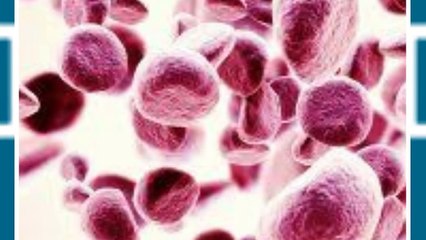 Medical Imaging & Digital Pathology System | Pre-Clinical Toxicology