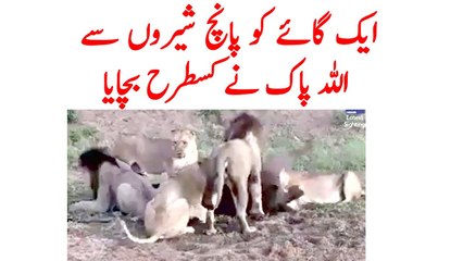 سُبحان اللہ صرف ایک بار دیکھو شیئر کرنے پر مجبور ہوجاؤگے -