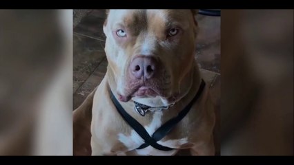 Dur dur d'etre papa chien!