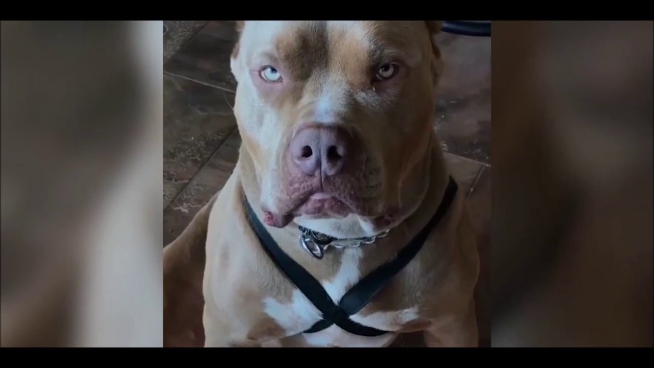 Dur dur d'etre papa chien!