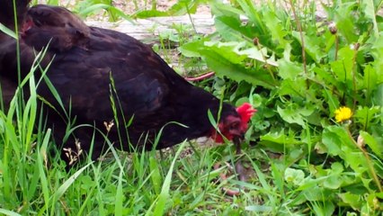 Cette poule avale un serpent comme un spaghetti