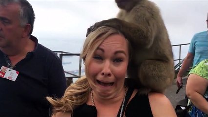 Quand des singes se prennent pour des coiffeurs