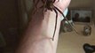 Il tient l'araignée la plus venimeuse du monde... Dingue